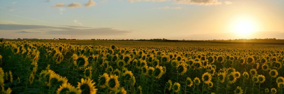 Хороший сельскохозяйственный урожай