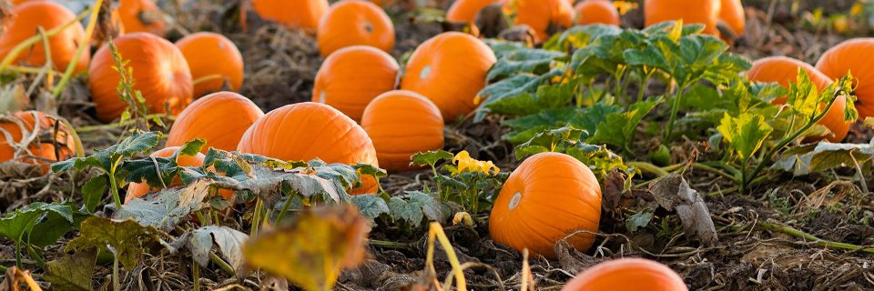 Хороший сельскохозяйственный урожай