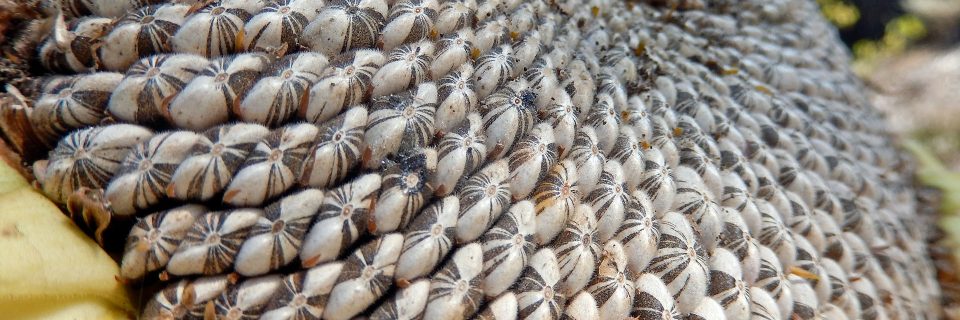 Хороший сельскохозяйственный урожай